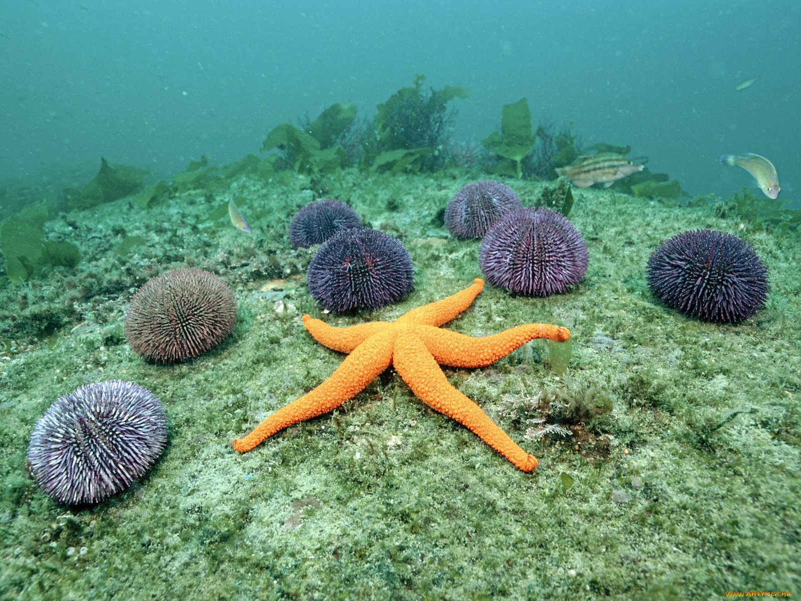 Морские Ежи актинии